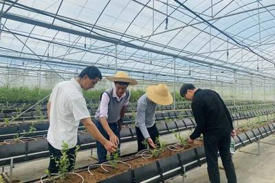 迷迭香、大樱桃、郁金香…丽江这个基地培育有1000多个植物种和品种!